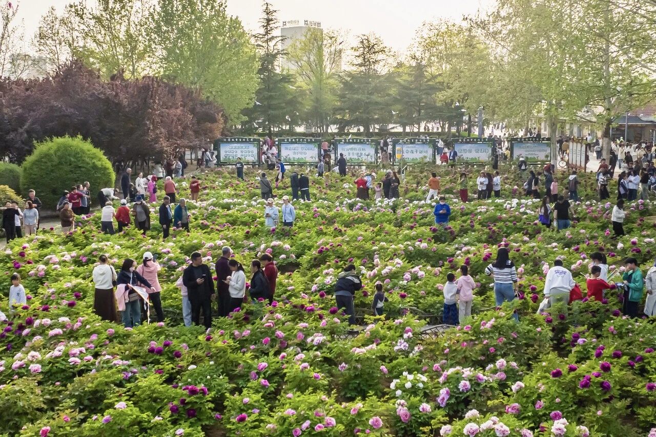 不去洛阳也能赏!焦作牡丹地图来了!