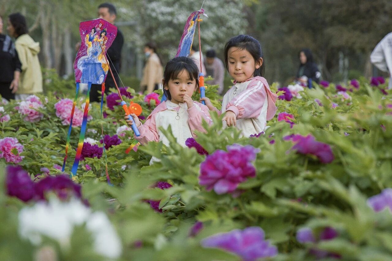 不去洛阳也能赏!焦作牡丹地图来了!