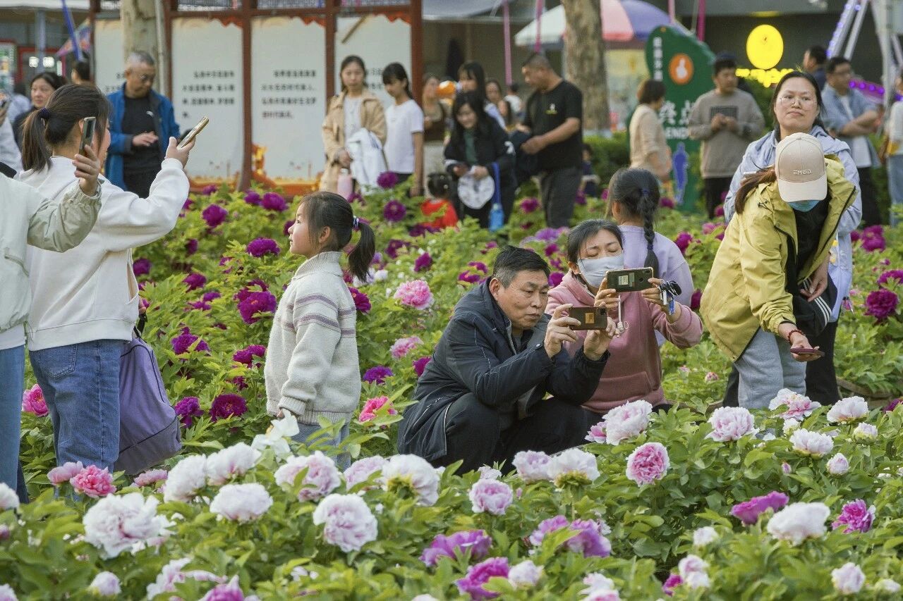 不去洛阳也能赏!焦作牡丹地图来了!