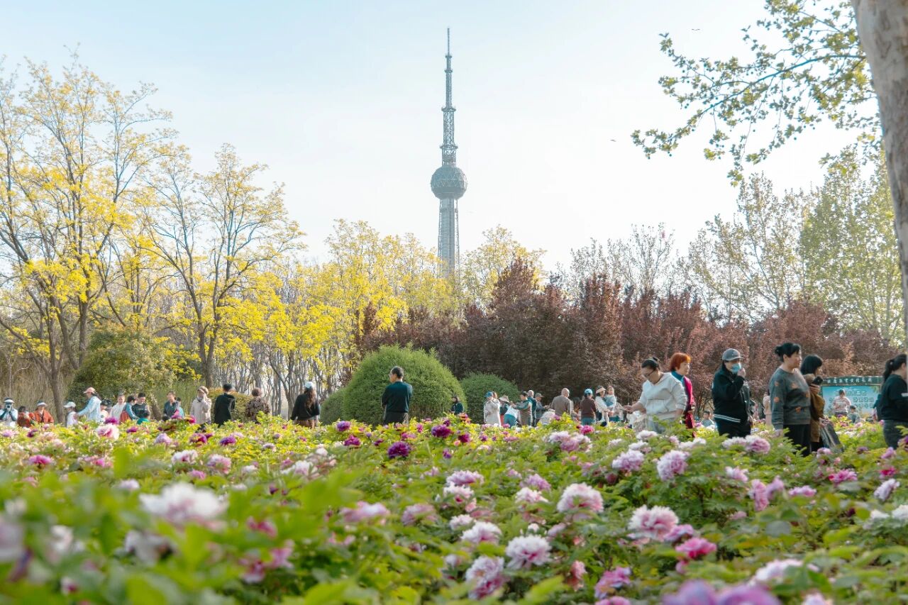 不去洛阳也能赏!焦作牡丹地图来了!