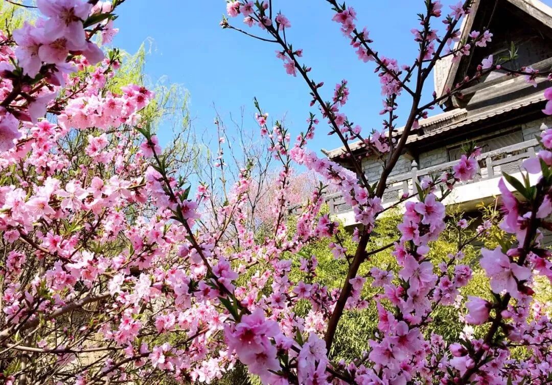 焦作：多元融合催热清明假日文旅经济