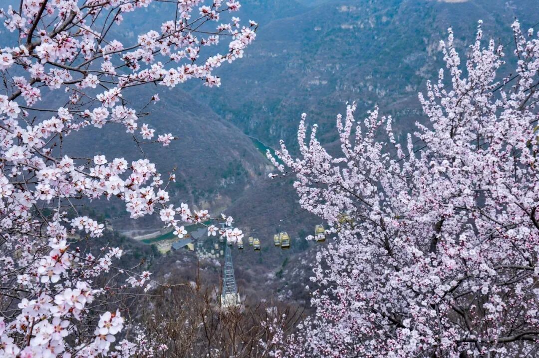 焦作：多元融合催热清明假日文旅经济