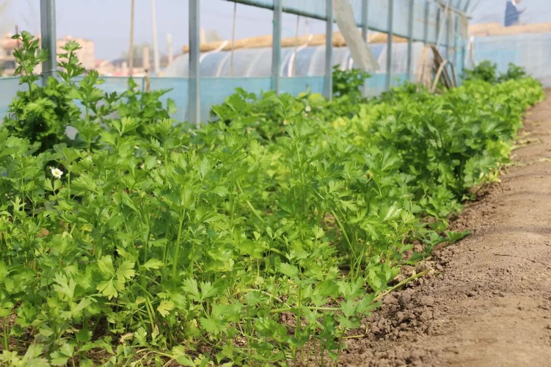 砂锅+白吉馍！焦作这个“深夜食堂”太诱人！