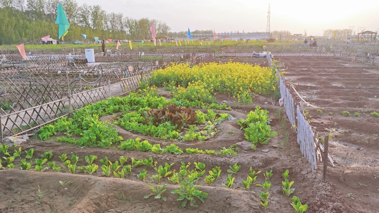 都市麦田里喊你春耕啦！