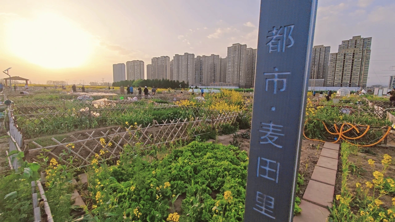 都市麦田里喊你春耕啦！