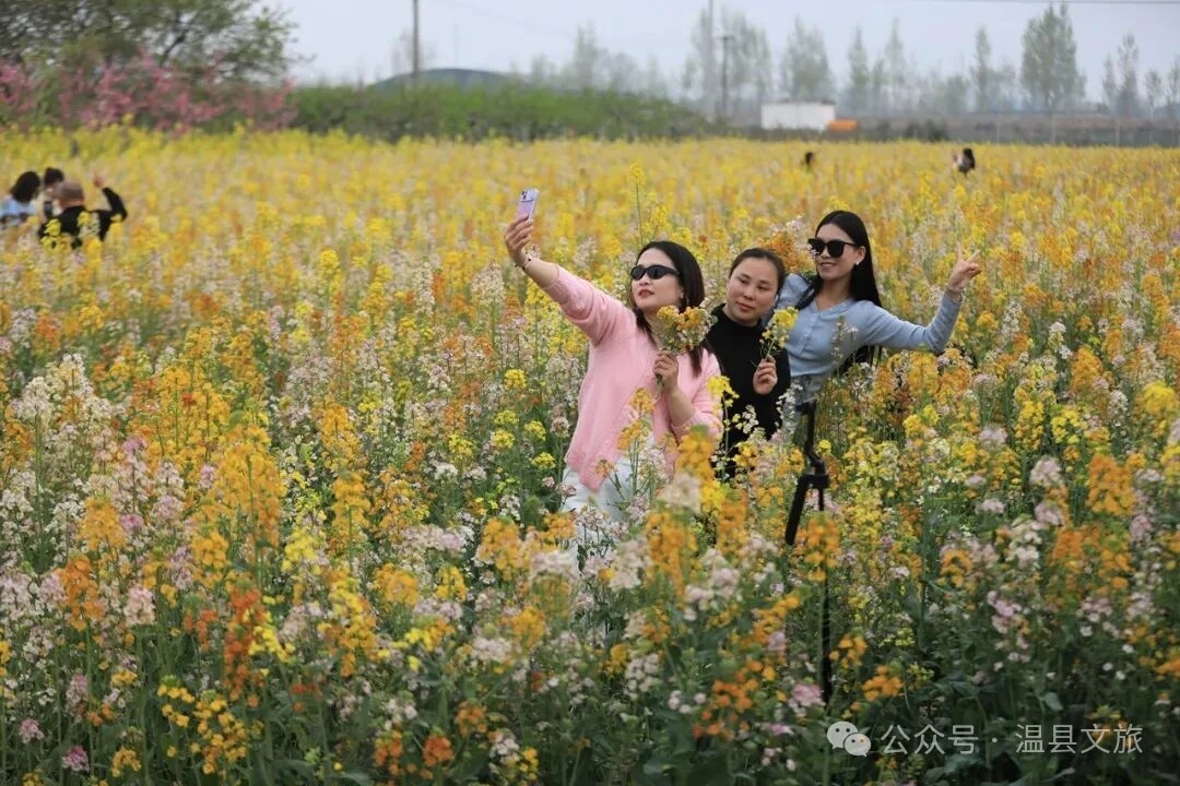新华社关注温县:这里的油菜花不止一种颜色!