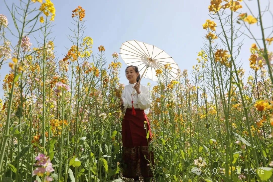 新华社关注温县:这里的油菜花不止一种颜色!