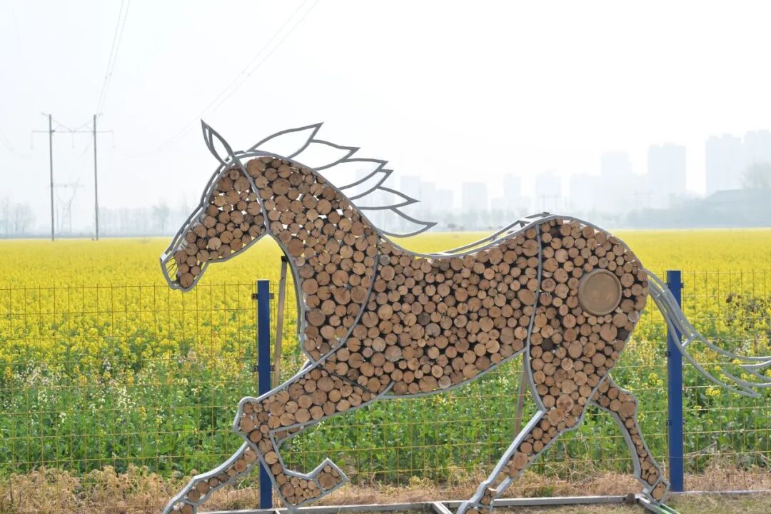 焦作城区300亩油菜花田正式开园！