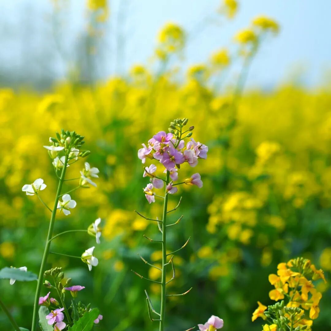 焦作城区300亩油菜花田正式开园！