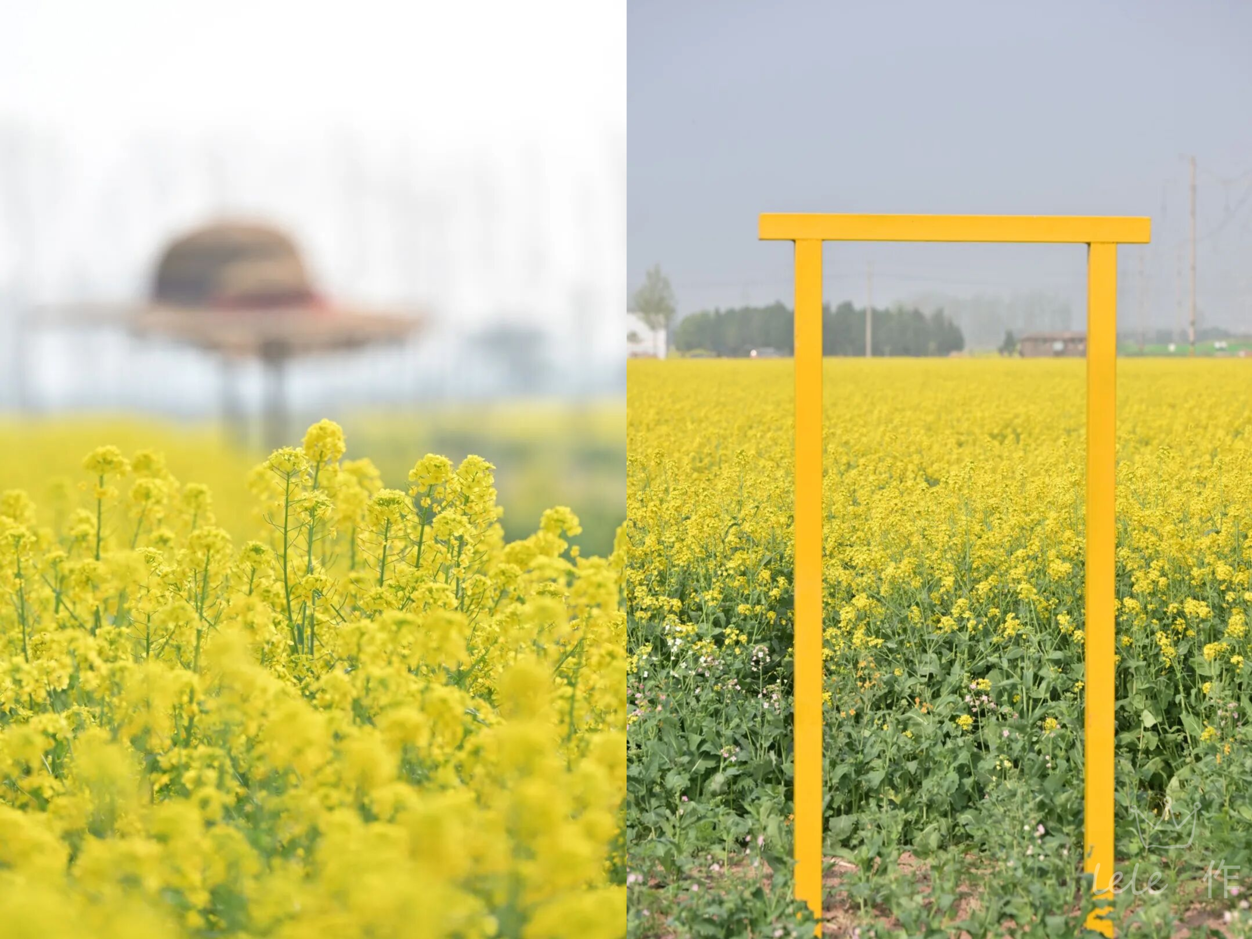 焦作城区300亩油菜花田正式开园！