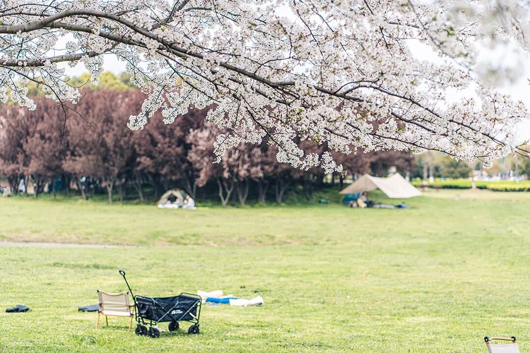 露营、研学、放风筝……来这里还原春天的样子! 露营、研学、放风筝……来这里还原春天的样子!
