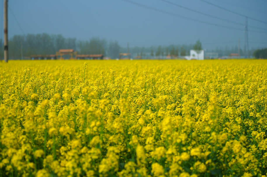 10公里挑战赛！明天在都市·麦田里开跑！