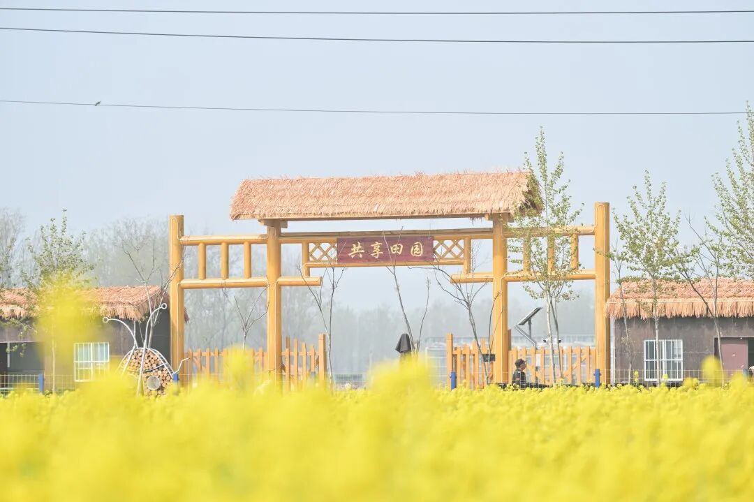 10公里挑战赛！明天在都市·麦田里开跑！