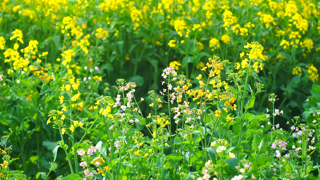 “花神”周末巡游焦作油菜花田！