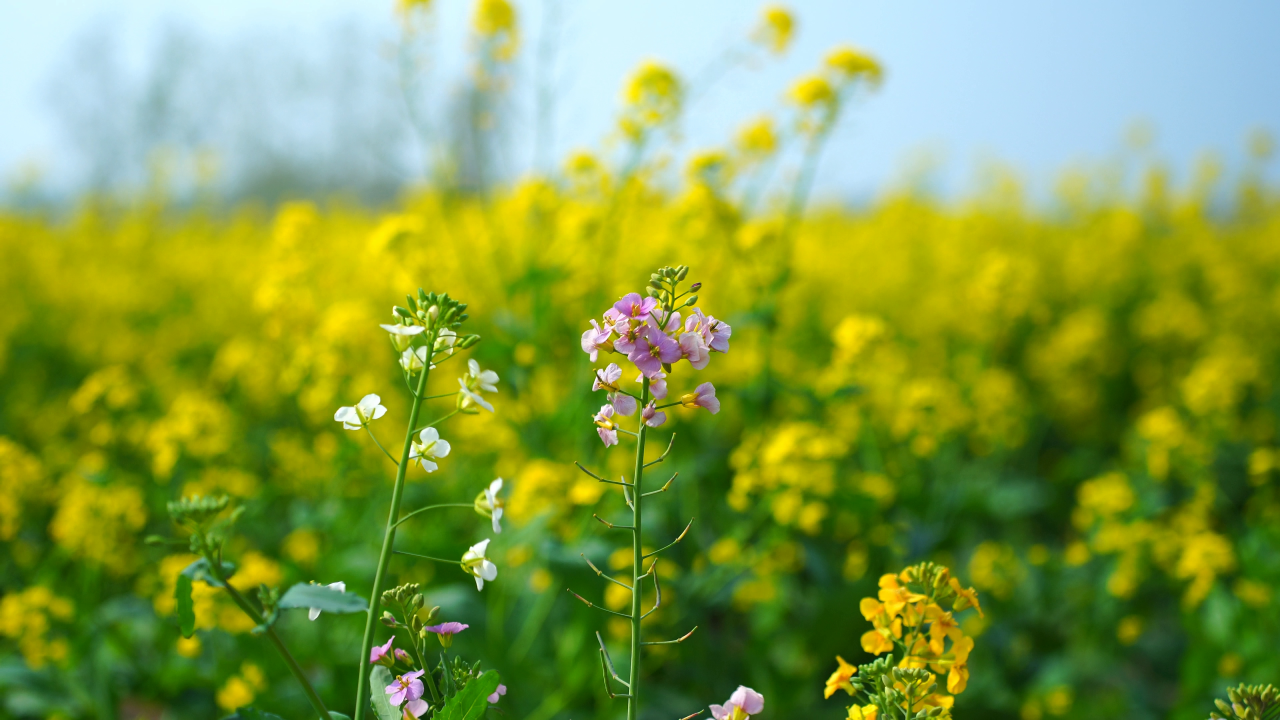 “花神”周末巡游焦作油菜花田！