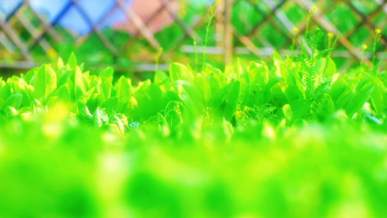 “花神”周末巡游焦作油菜花田！