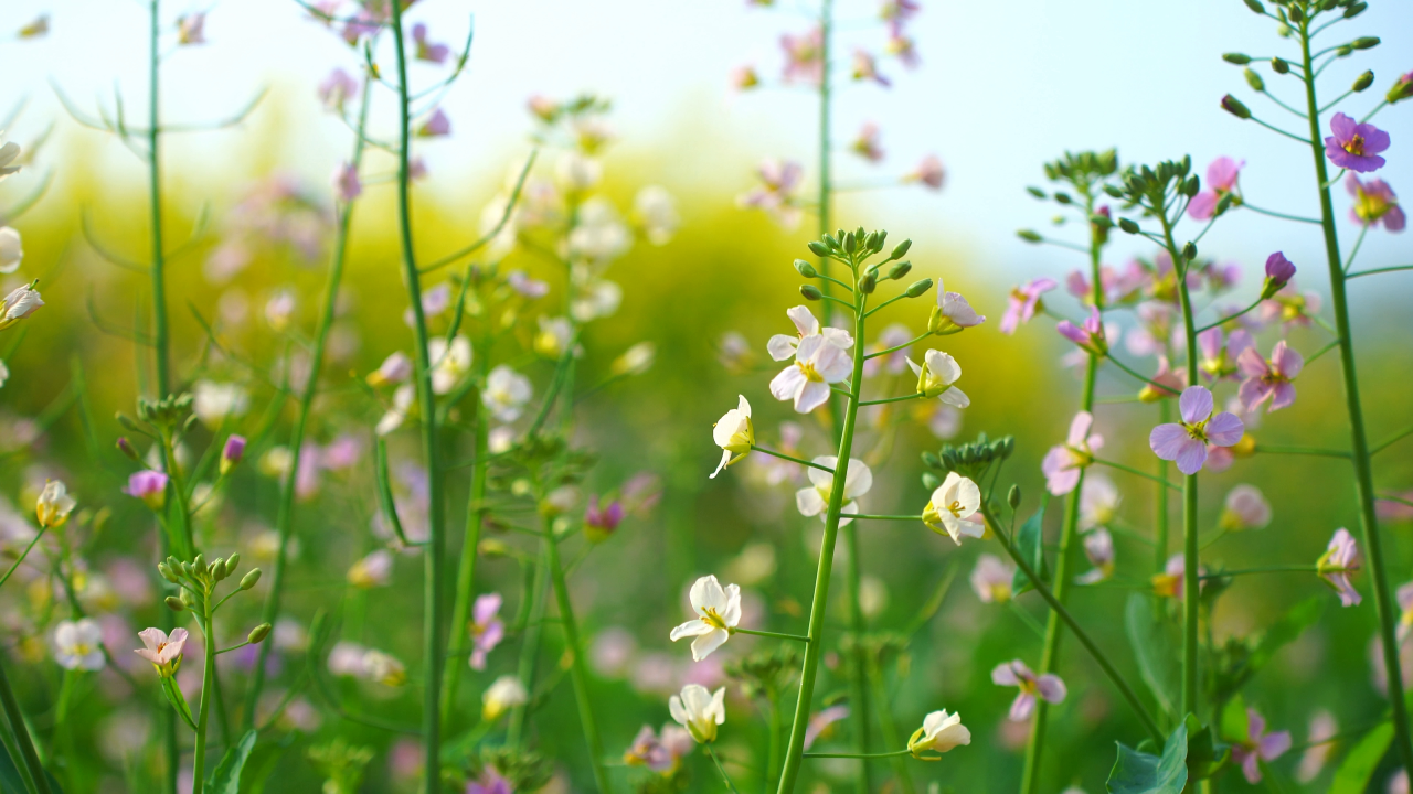 “花神”周末巡游焦作油菜花田！