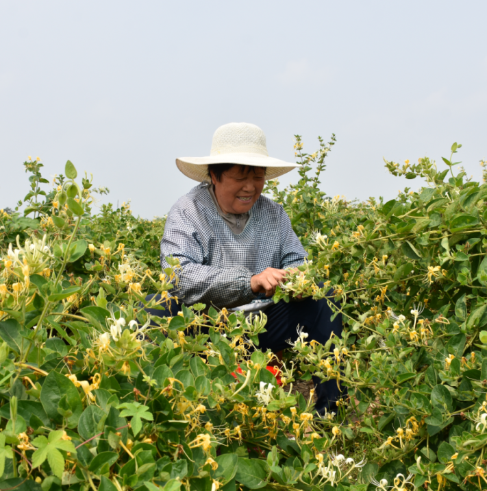 樱桃、桑葚、甜瓜……孟州有条“果香长廊”！