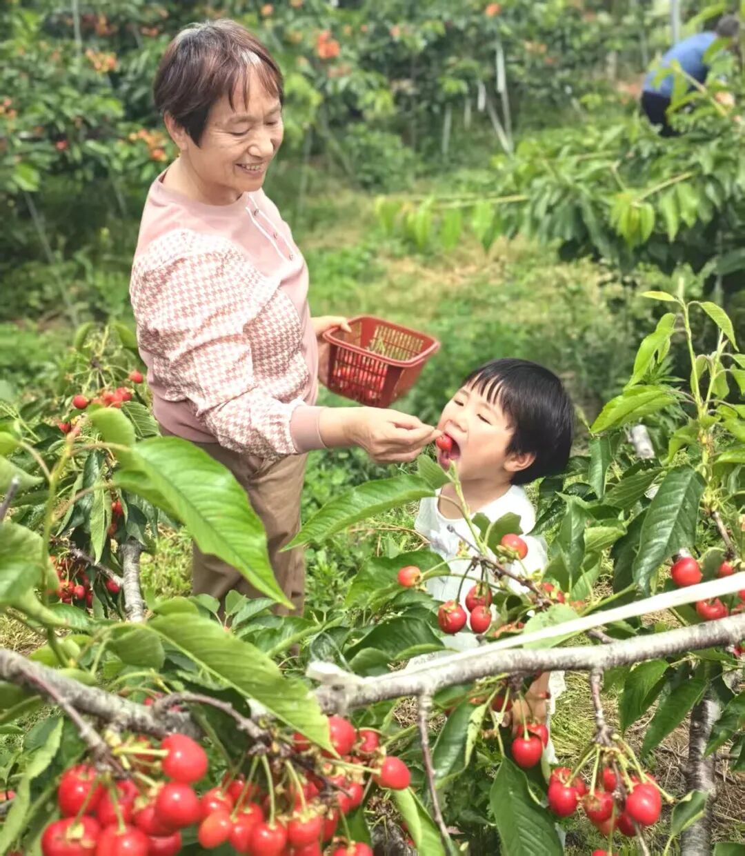 樱桃、桑葚、甜瓜……孟州有条“果香长廊”！