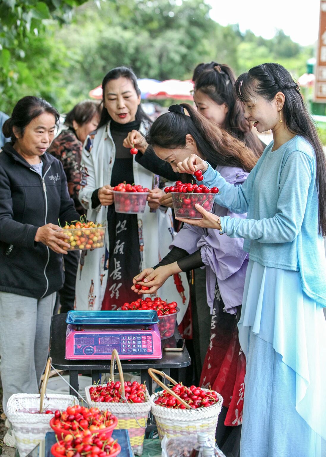 博爱小底2000多亩樱桃红啦!
