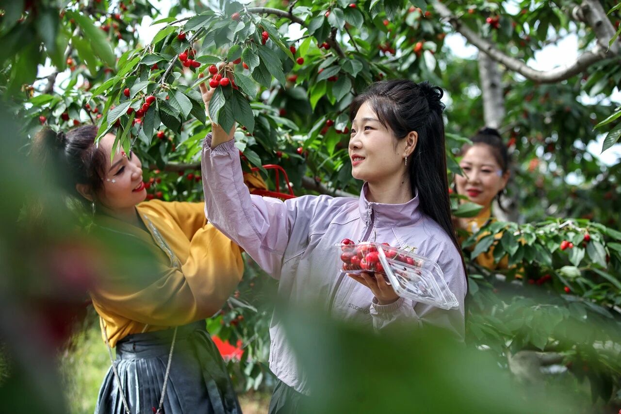 博爱小底2000多亩樱桃红啦!