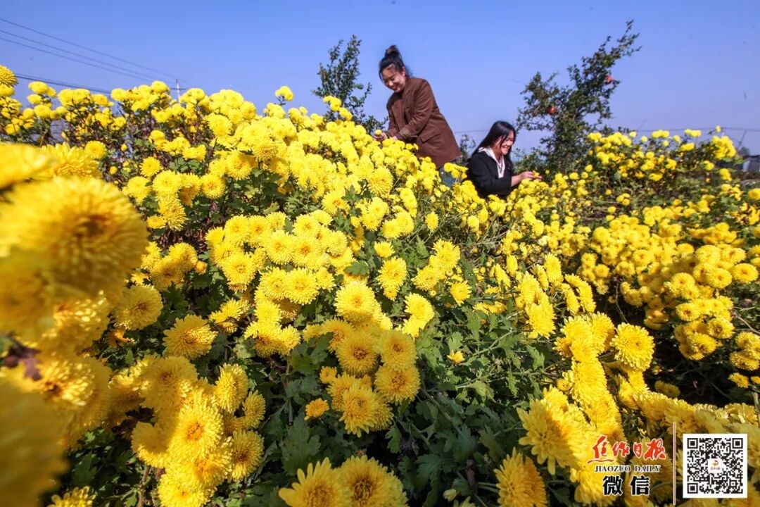 以“花”为媒！焦作多元业态融合活力迸发！
