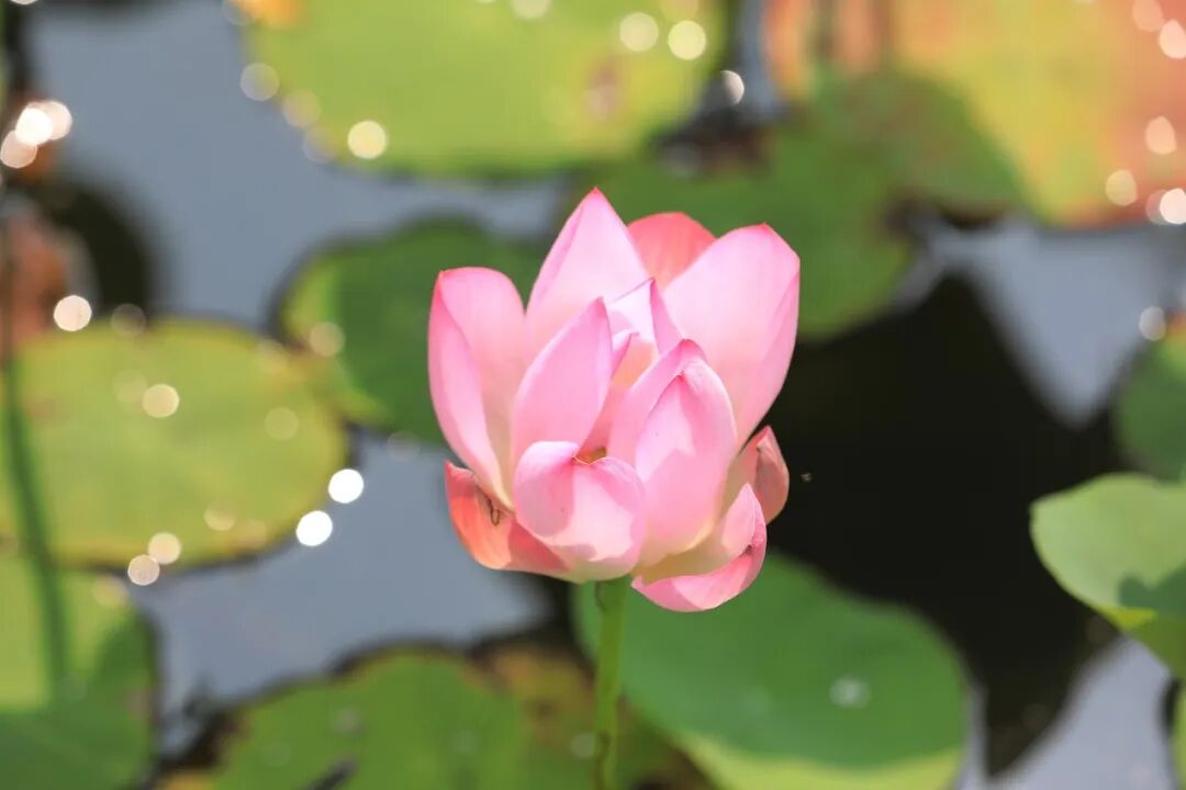 打卡赏荷!不妨来这里!