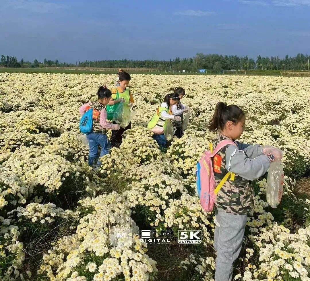 正在报名！市图书馆邀你采菊！