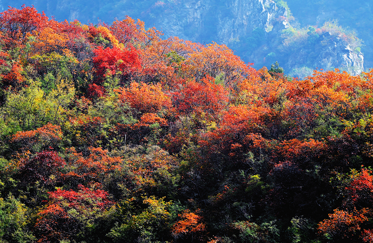 神农山红叶季10月17日启幕!多重免票福利! 神农山红叶季10月17日启幕!多重免票福利!