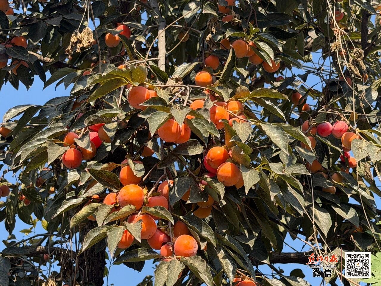 焦作山野渐染暖红，一大波好“柿”正在发生！