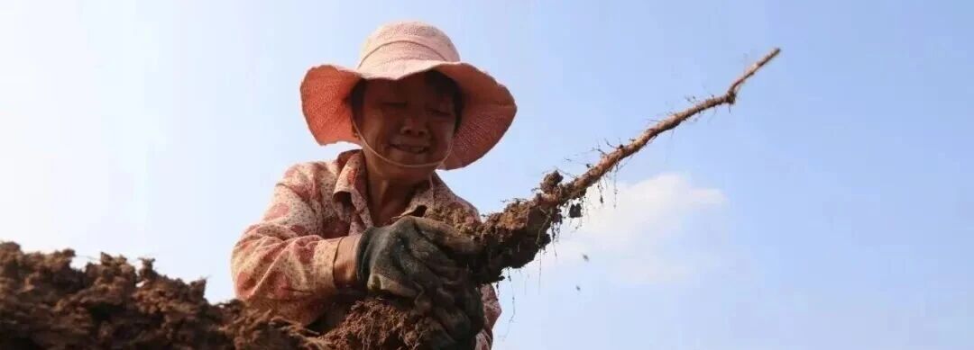 就等这一季!焦作怀山药滋味、营养最好的时候到了!