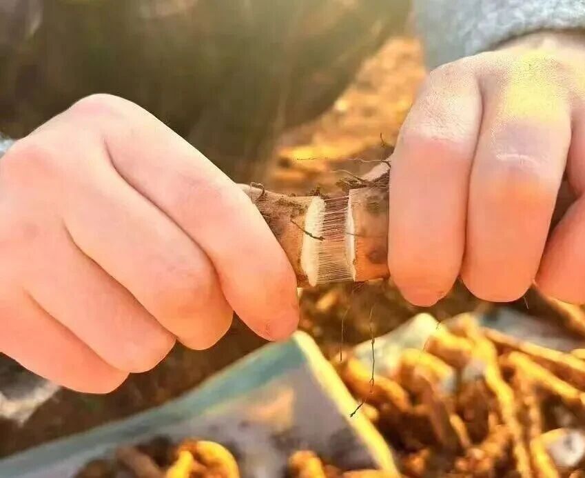 就等这一季!焦作怀山药滋味、营养最好的时候到了!