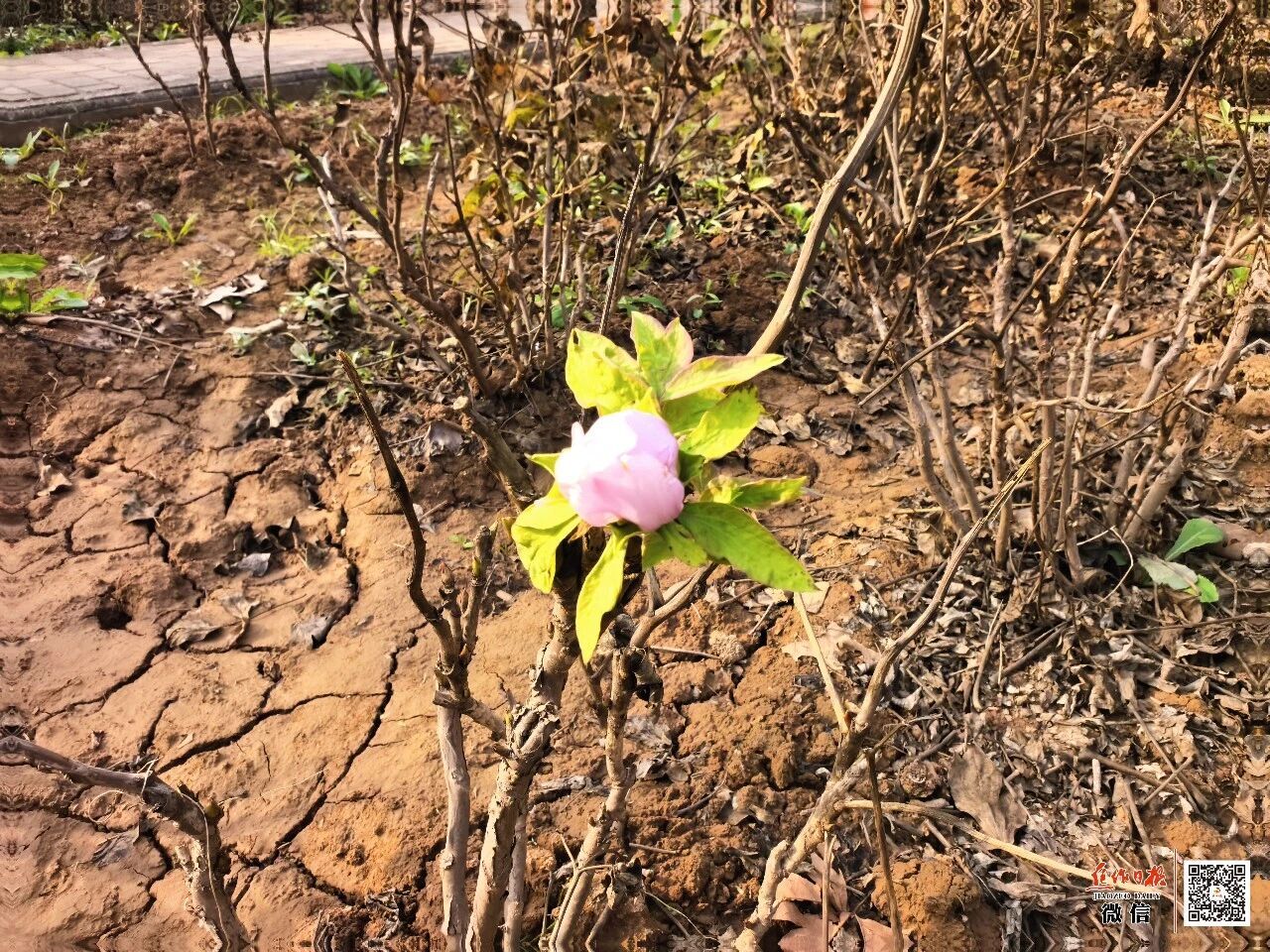 龙源湖牡丹反季开花、桂花二度飘香! 龙源湖牡丹反季开花、桂花二度飘香!