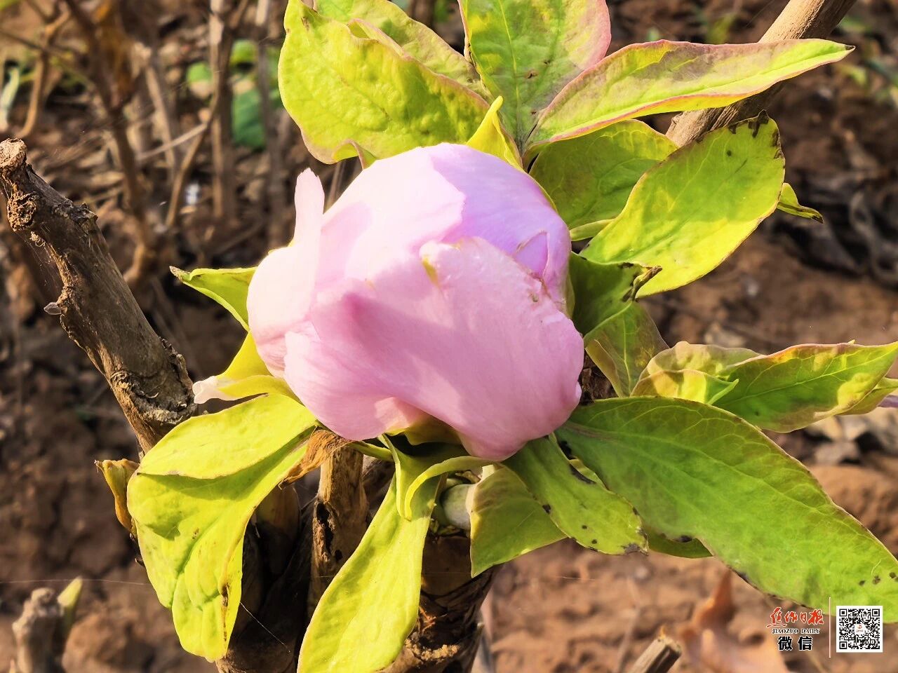 龙源湖牡丹反季开花、桂花二度飘香! 龙源湖牡丹反季开花、桂花二度飘香!