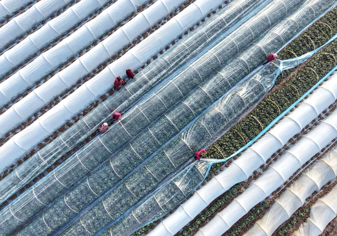 温县冬日农事忙，田间好风光！