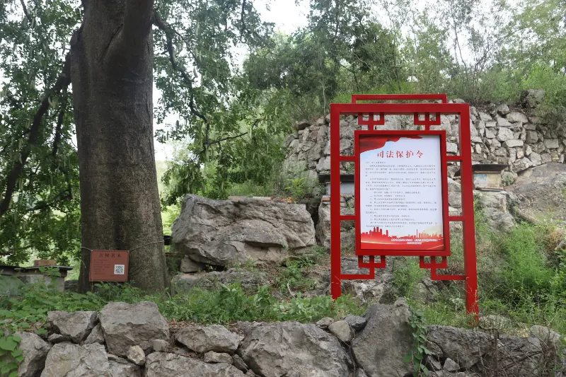 解放区“：林长+法院院长”联动发力 为古树名木撑起司法“保护伞”