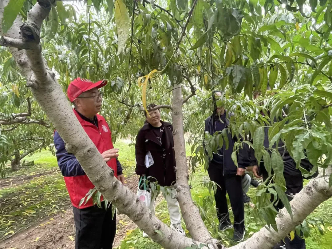 温县组织开展经济林管理培训