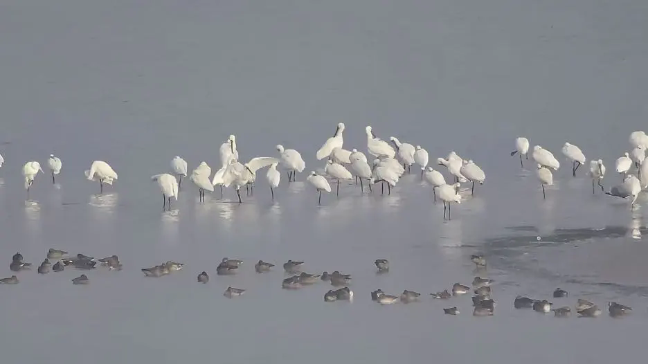 孟州市开展秋季水鸟资源同步调查活动