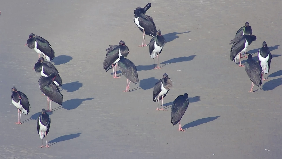 孟州市开展越冬水鸟同步监测工作