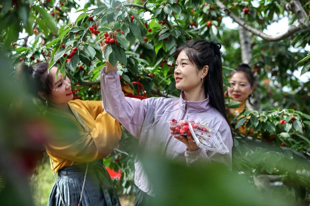 樱桃红了!博爱县第十九届樱桃市集暨小底村夏季村晚今日开幕 樱桃红了!博爱县第十九届樱桃市集暨小底村夏季村晚今日开幕
