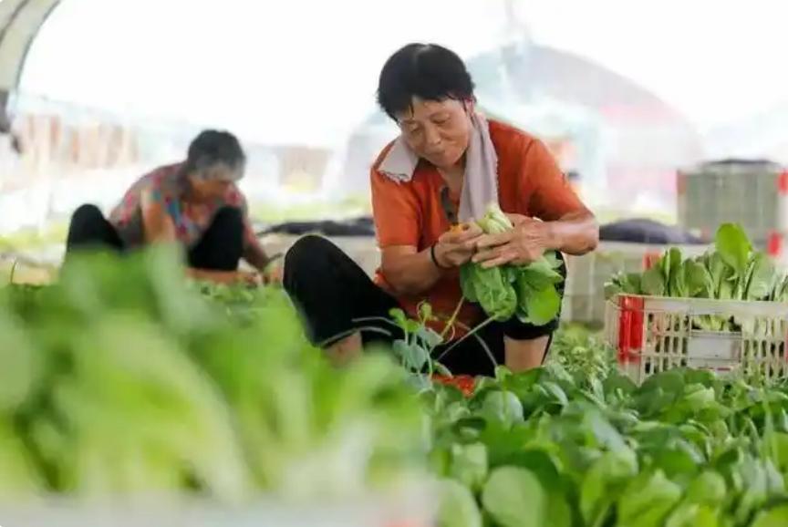 河南武陟：蔬菜大棚绿意浓 产业兴旺促增收