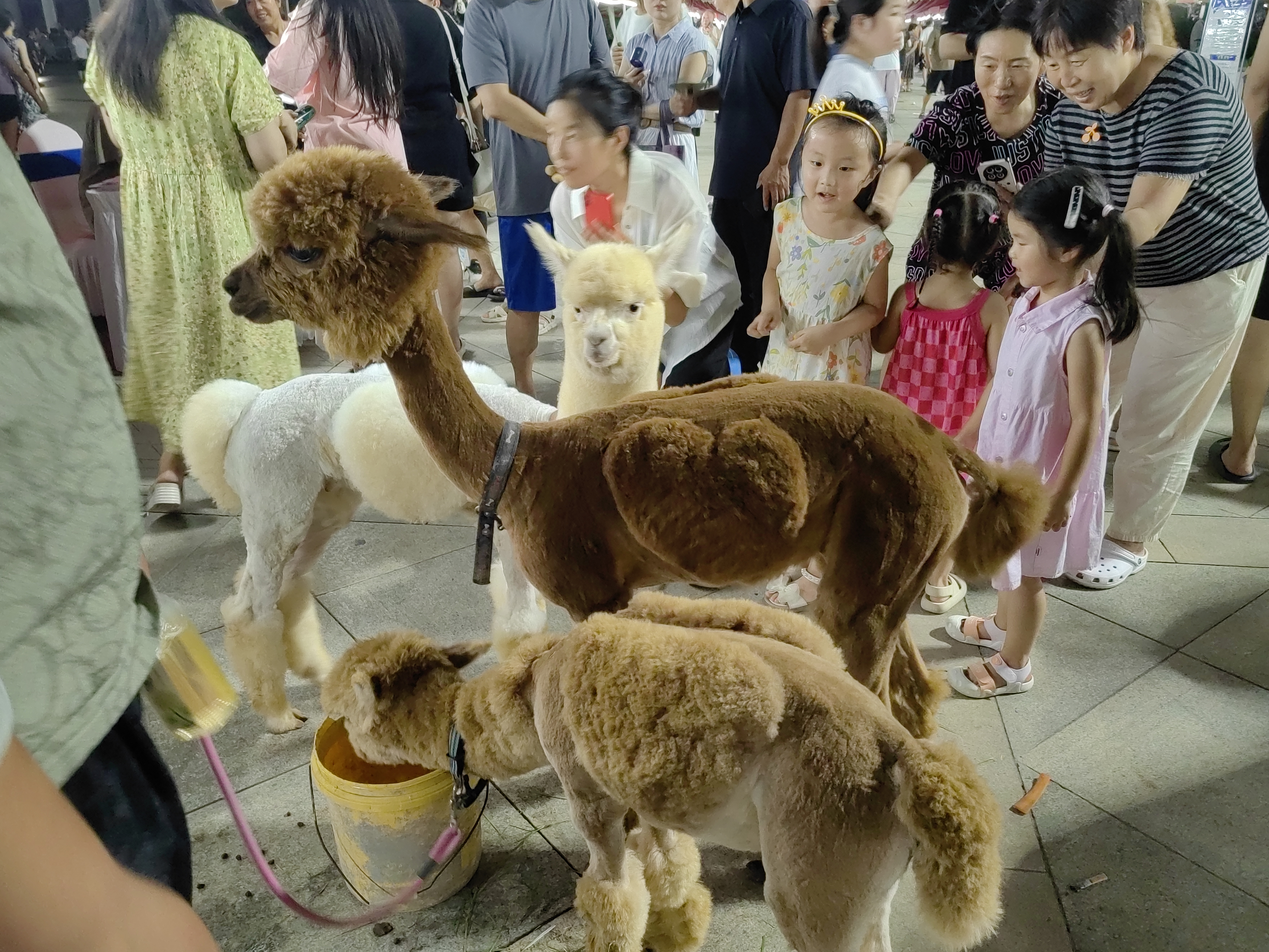 “人才夜市”点亮就业新场景  多样互动引流，供需对接升温