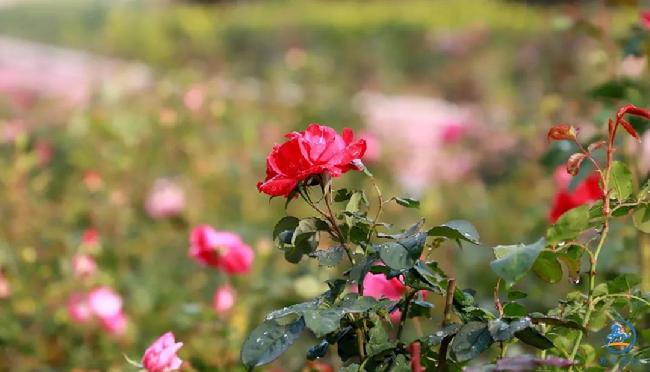 微信图片_20181113021954