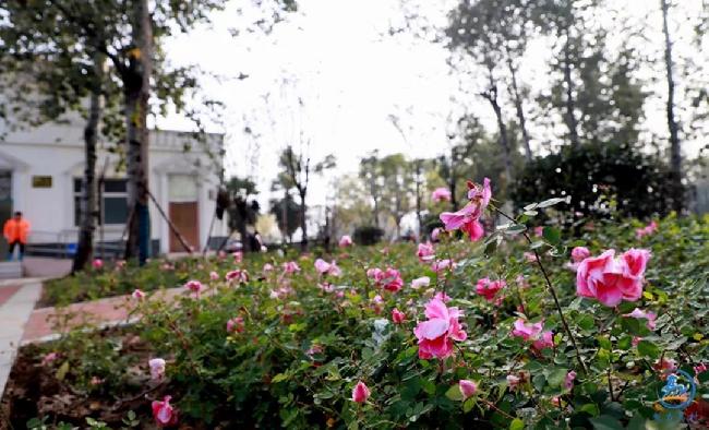 微信图片_20181113021939