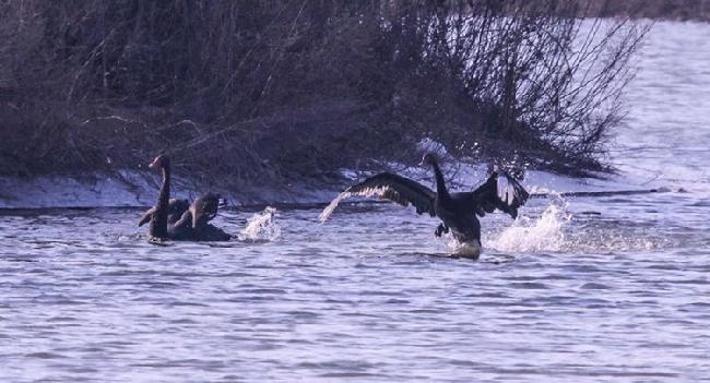 微信图片_20190203215638