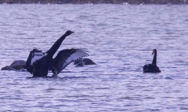 微信图片_20190203215735