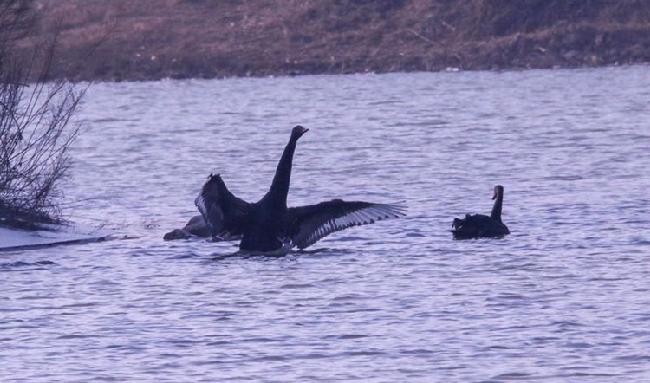 微信图片_20190203215719