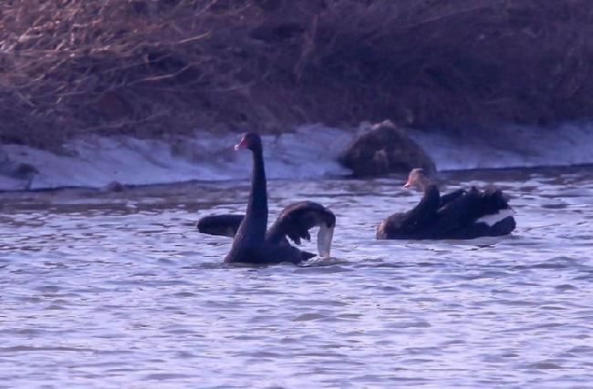 微信图片_20190203215724