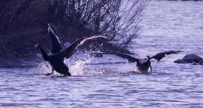 微信图片_20190203215701