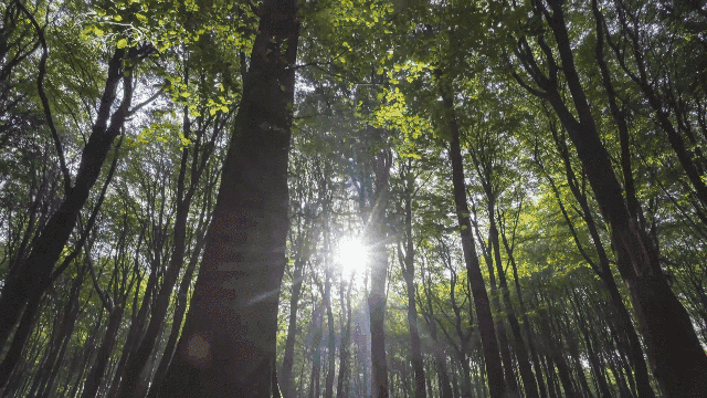 5.gif